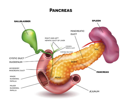 pancreatic cancer specialist in delhi